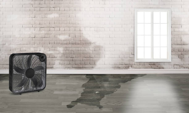 Best Professional water damage repair  in Mitchellville, MD